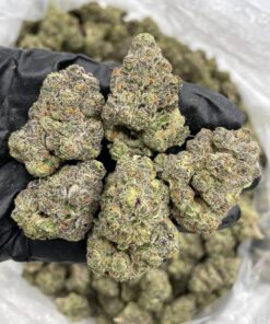 Black truffle strain, For those who appreciate rare genetics and refined flavor, Black Truffle is a top-shelf treat. Whether you're relaxing after a long..
