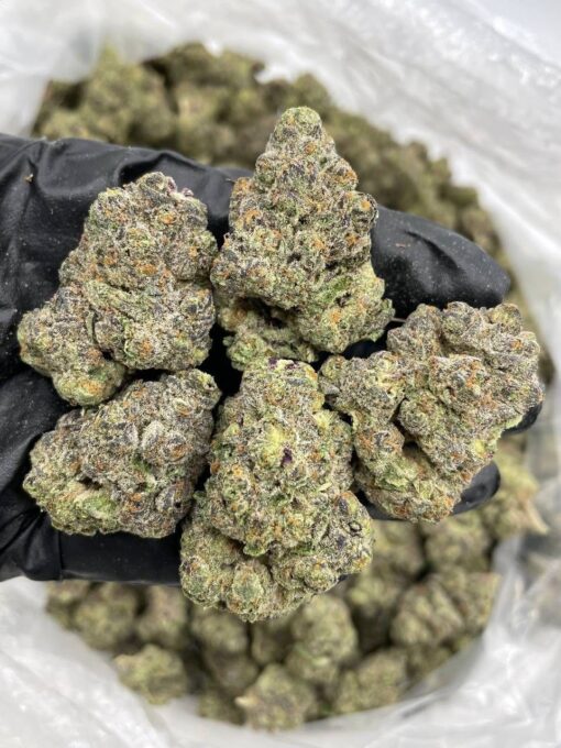 Black truffle strain, For those who appreciate rare genetics and refined flavor, Black Truffle is a top-shelf treat. Whether you're relaxing after a long..